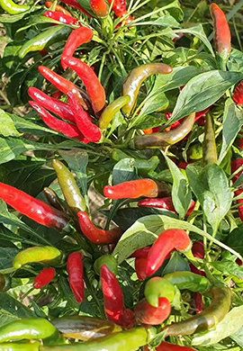 red-pepper-planting