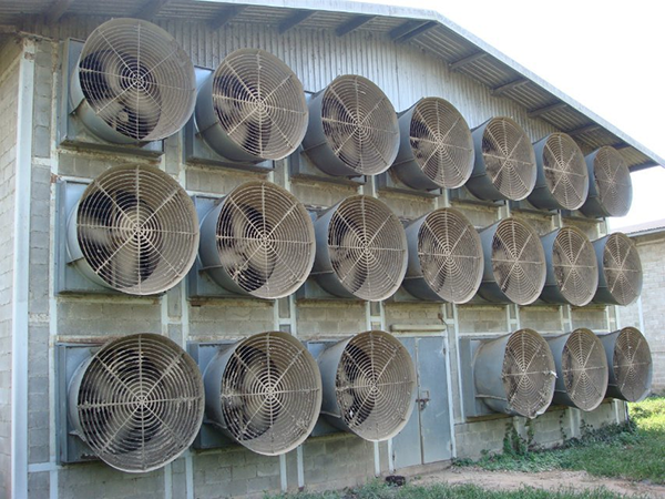 Poultry House Healthy Ventilation (2)