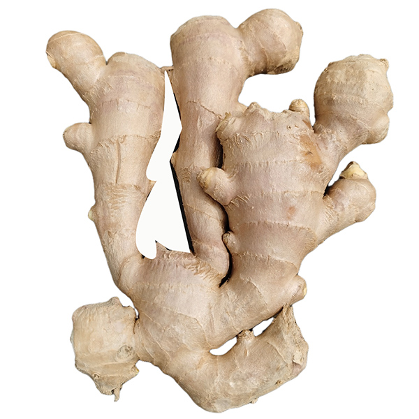 Good price china wholesale new crop fresh ginger Featured Image