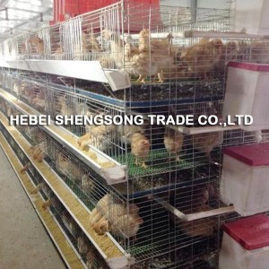 Special Price for China Poultry Farm Equipment for Layer Chciken / Poultry Farm Chicken Cages